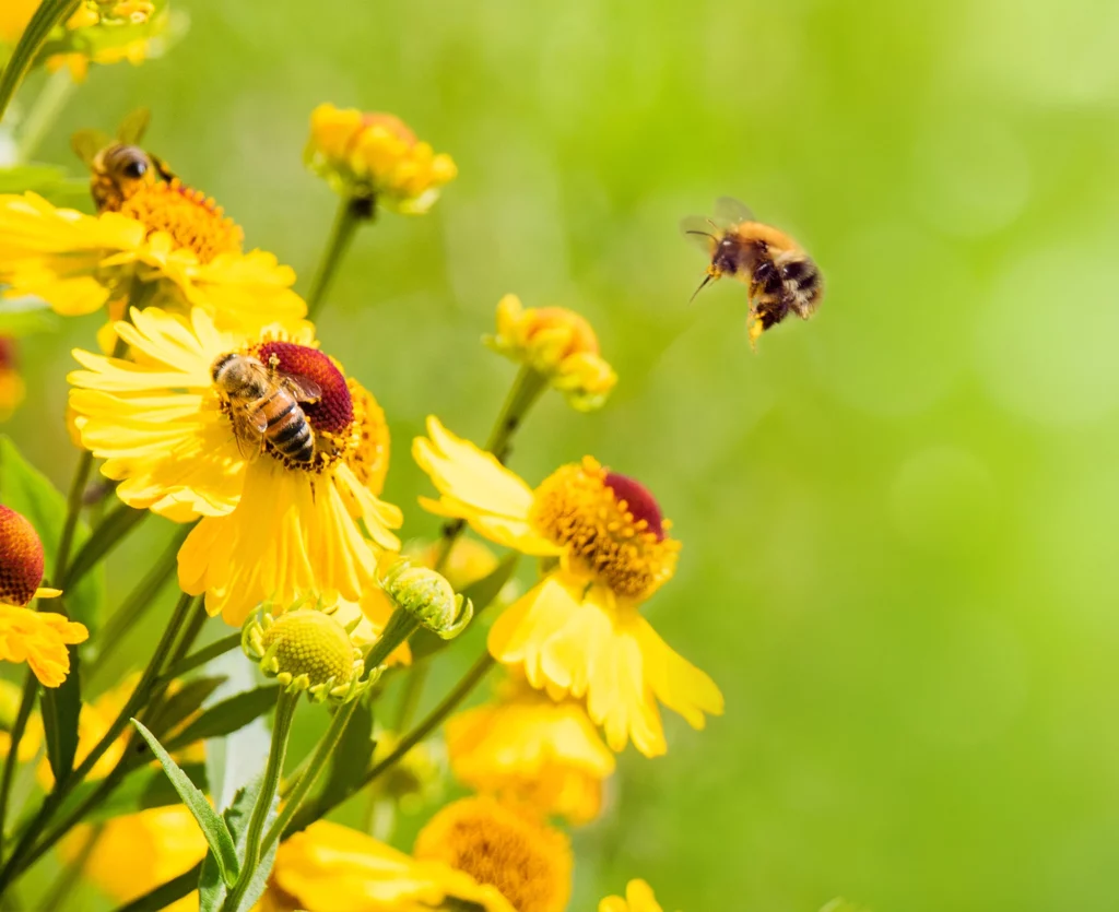 biodiversite